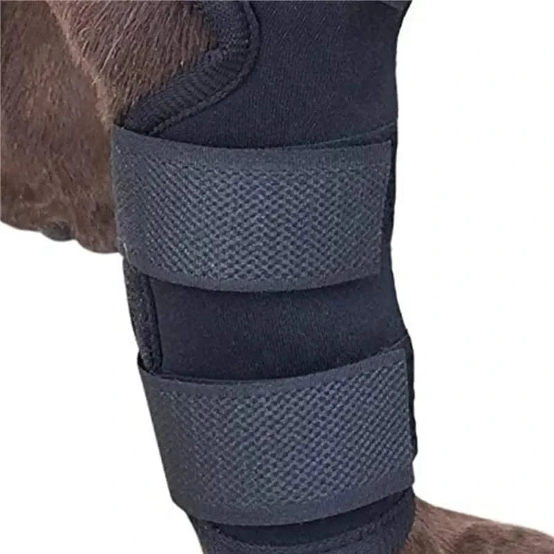 Bandage Orthopédique Pour Jambes Et Genoux De Chien