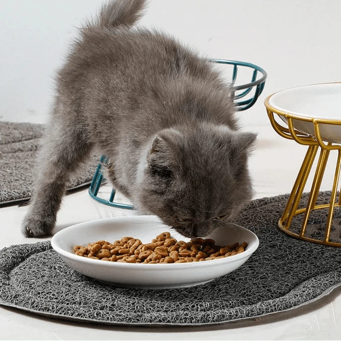 Gamelle Orthopédique Chat Bol en Céramique Surélevé Élégant