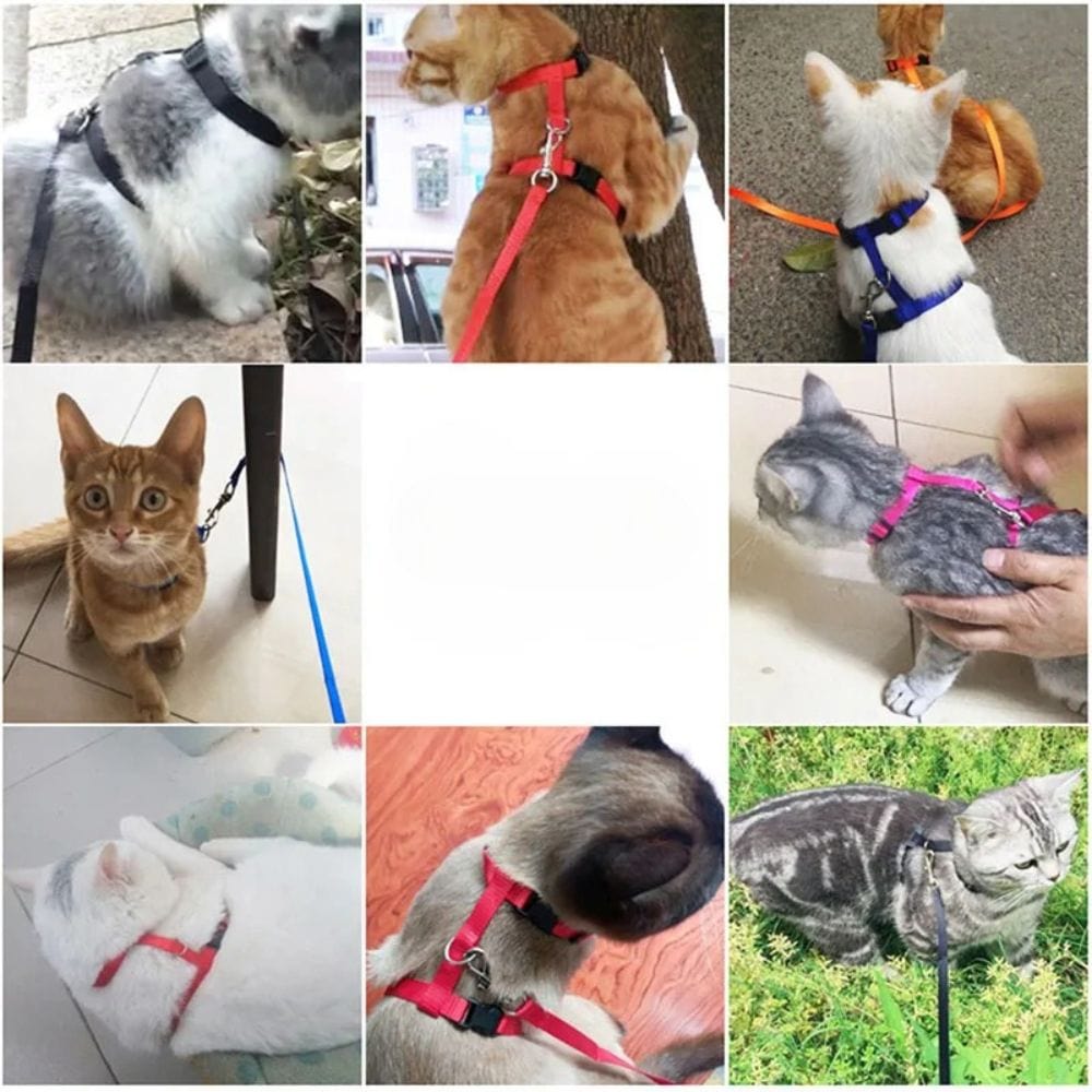 Harnais En Nylon Orthopédique Pour Chat