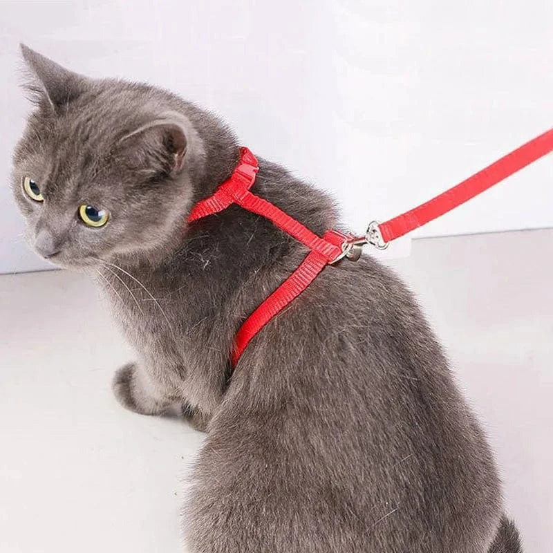 Harnais En Nylon Orthopédique Pour Chat