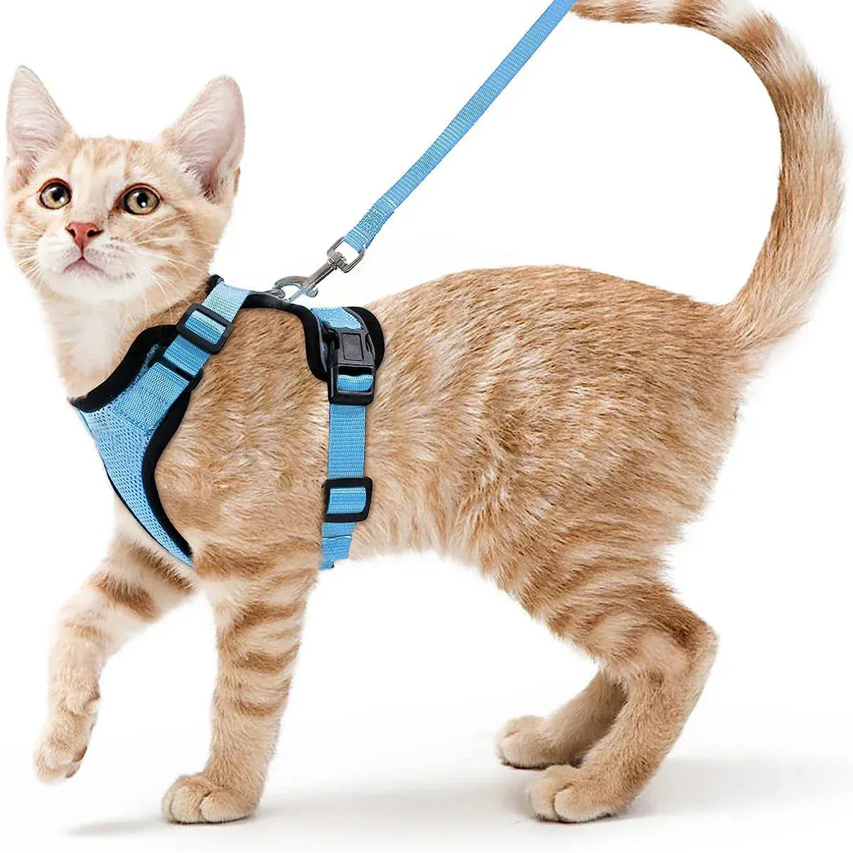 Harnais Orthopédique pour Chat