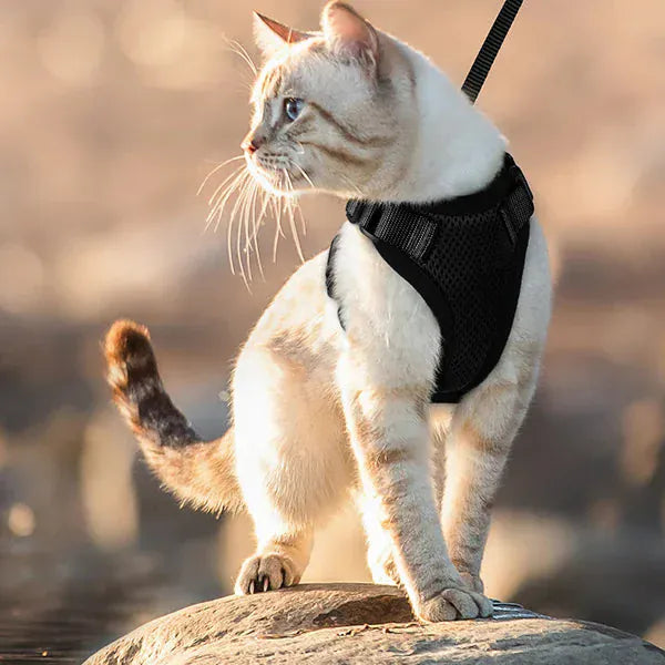 Harnais Orthopédique pour Chat