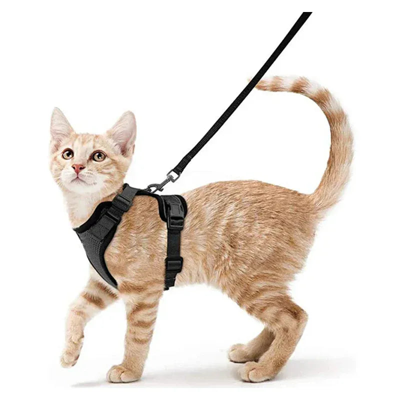 Harnais Orthopédique pour Chat