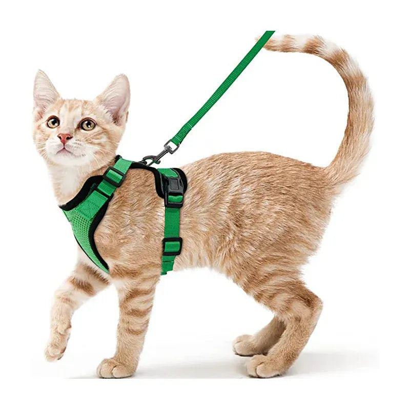 Harnais Orthopédique pour Chat