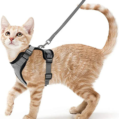 Harnais Orthopédique pour Chat
