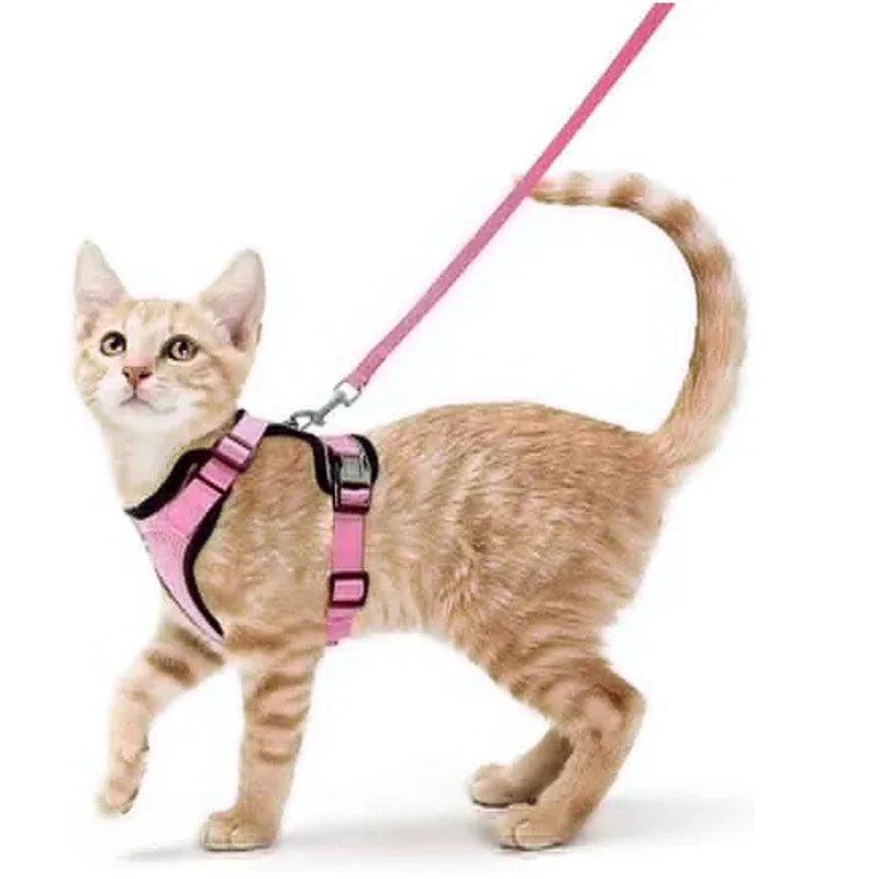 Harnais Orthopédique pour Chat