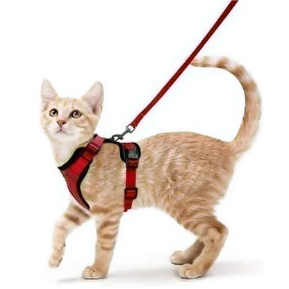 Harnais Orthopédique pour Chat