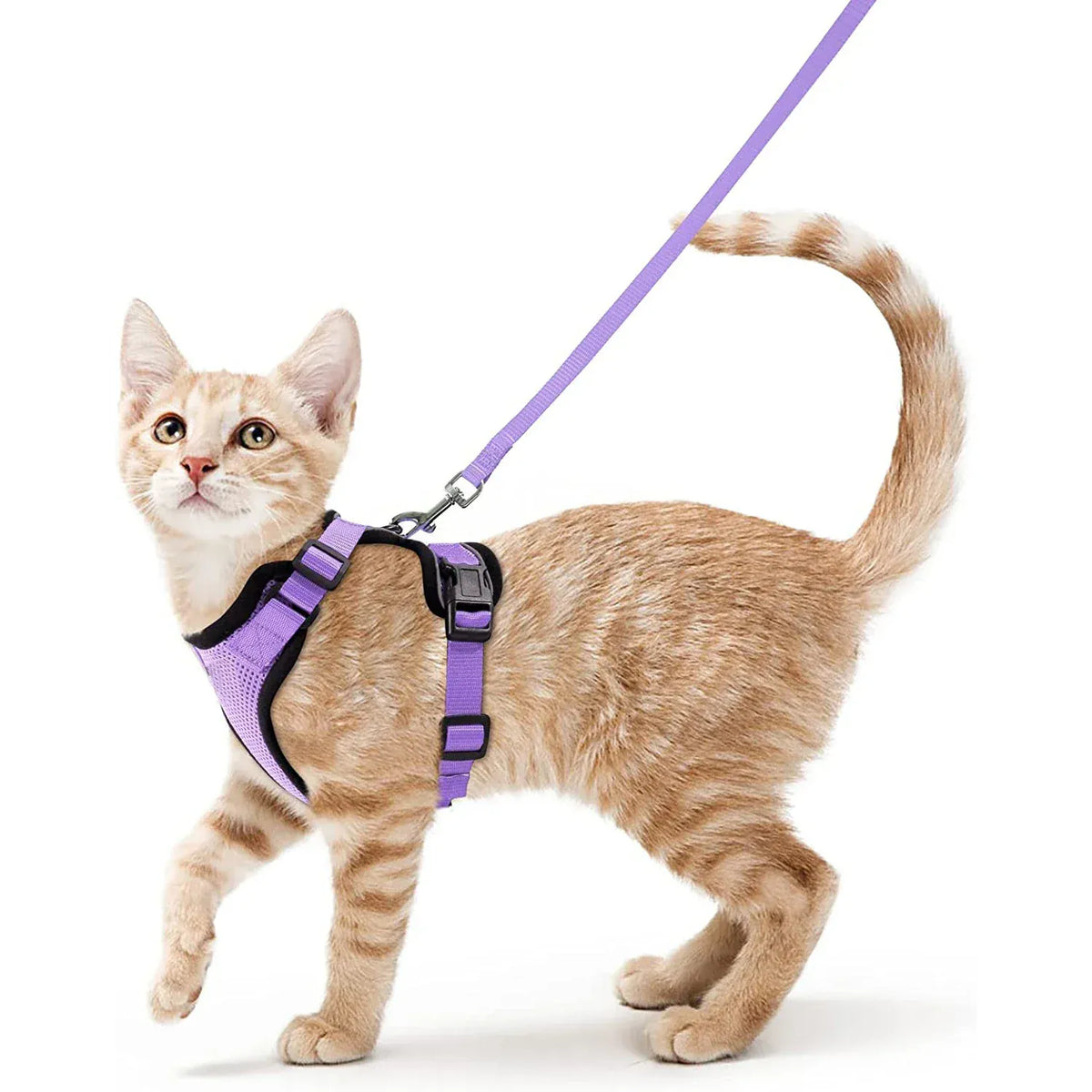 Harnais Orthopédique pour Chat