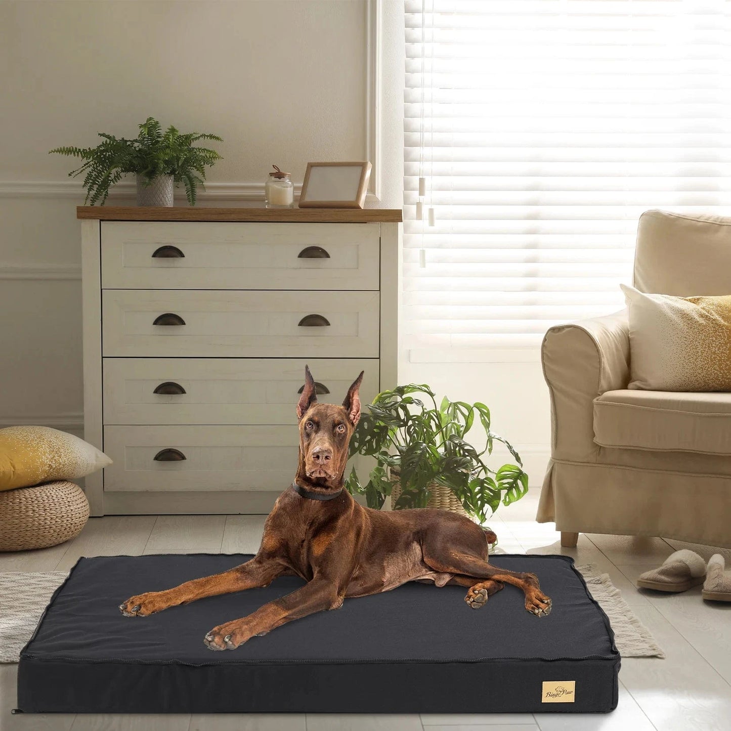 Lit Orthopédique En Mousse Pour Chien